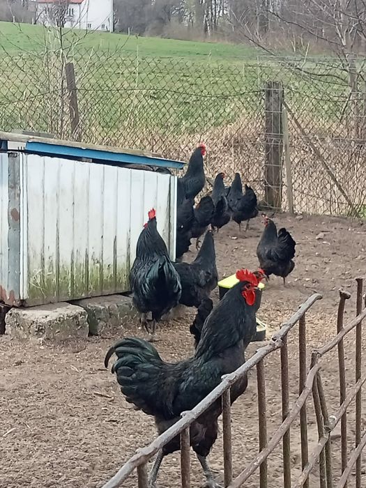 Jajka kurze i kacze do wylęgu