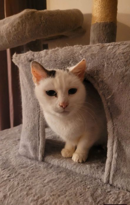 Hesia szuka kochającego domu