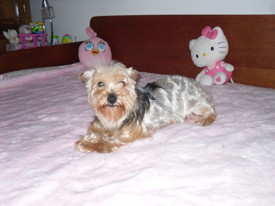 Yorkshire Terrier Fêmea