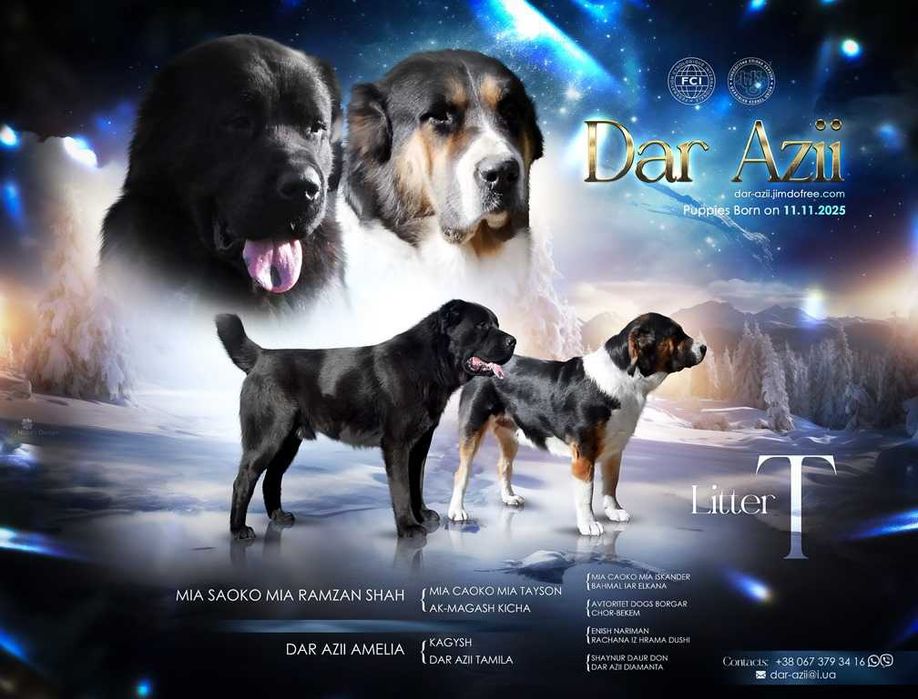 Красивый кобель среднеазиатской овчарки редкого окраса!