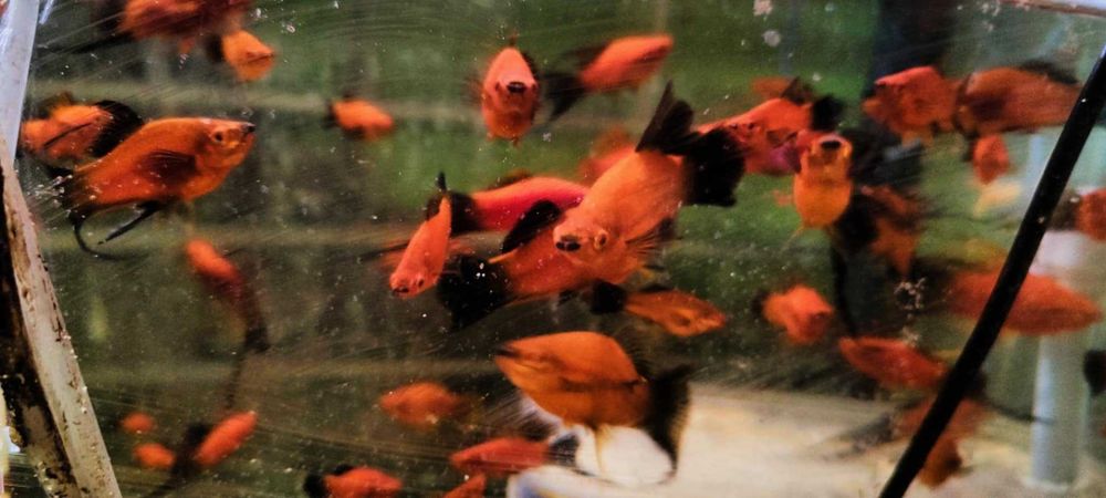 Mieczyk,Mieczyki wagtail dorosłe