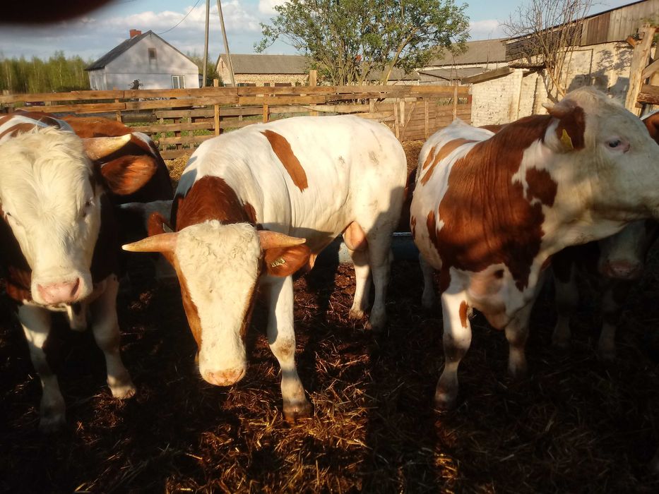 Obornik bydlęcy duże ilości