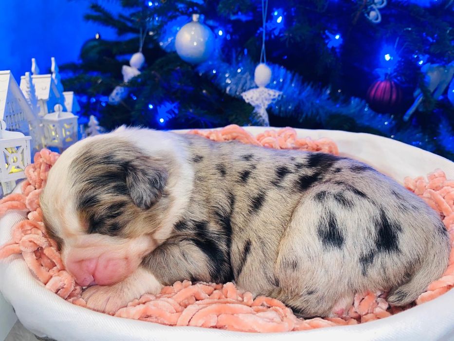 Owczarek Australijski - suczka blue merle