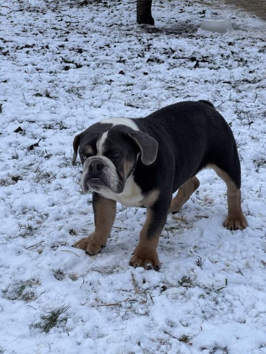 Хамер  мальчик  английского бульдога редких окрасов