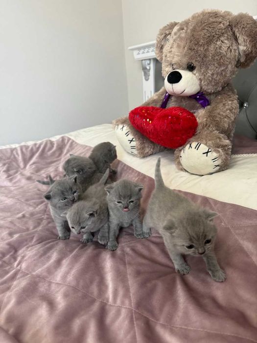 Шотландські чистокровні прямовухі котики.