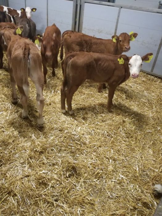 Byczki polskie CZARNIA i okolice