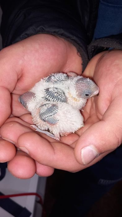 Periquitos novos para criar a mão 100% mansos