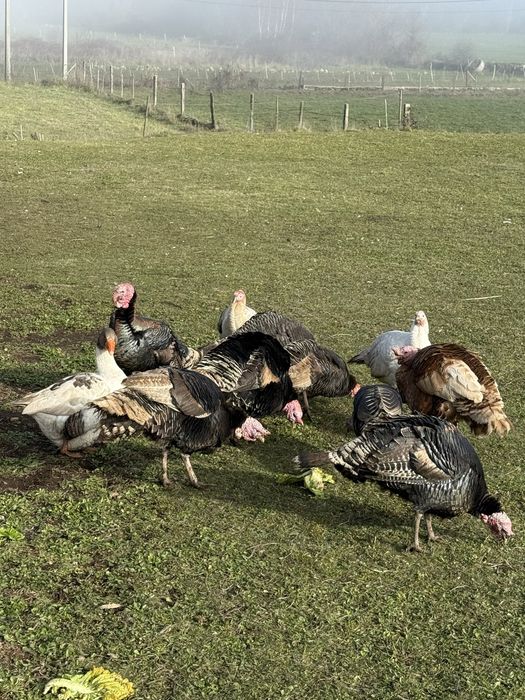 Perus machas adultos