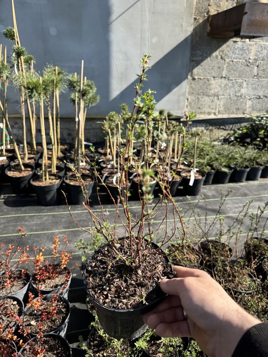 Лапчатка рожева та жовта