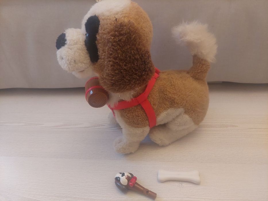 Piesek bernardyn Sambi