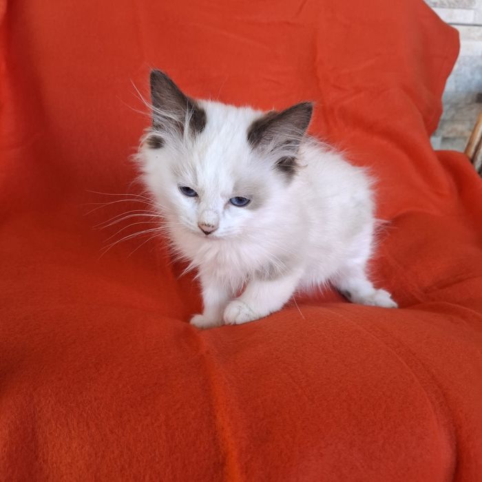 Ragdoll kotka rodowód +wyprawka