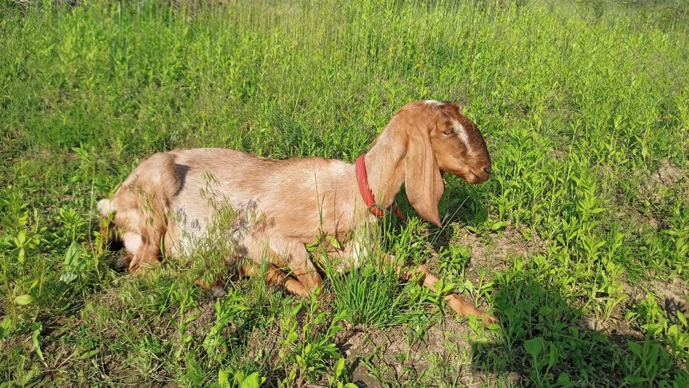 100% Англонубійсі Дойні Кози