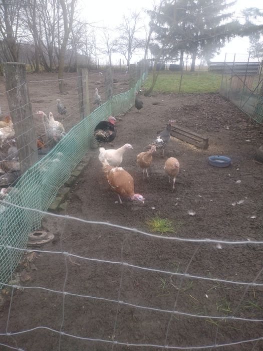 Zamienię indora za indora