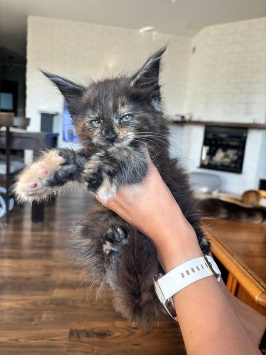 Śliczna kotka Maine Coon