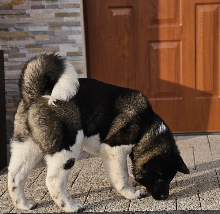 Akita Amerykańska Piesek