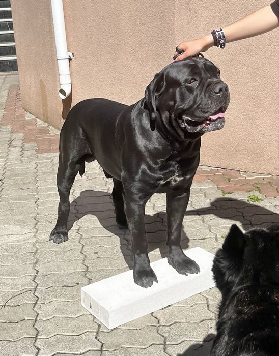 Кане-корсо, вʼязка