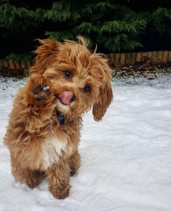 Мальтипу дівчинка