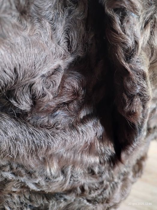 Futro z karakuł, brązowe.