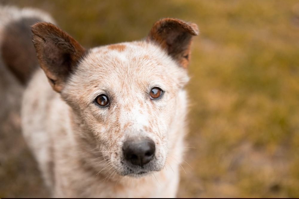 Tutti - sympatyczny, proludzki i wesoły psiak