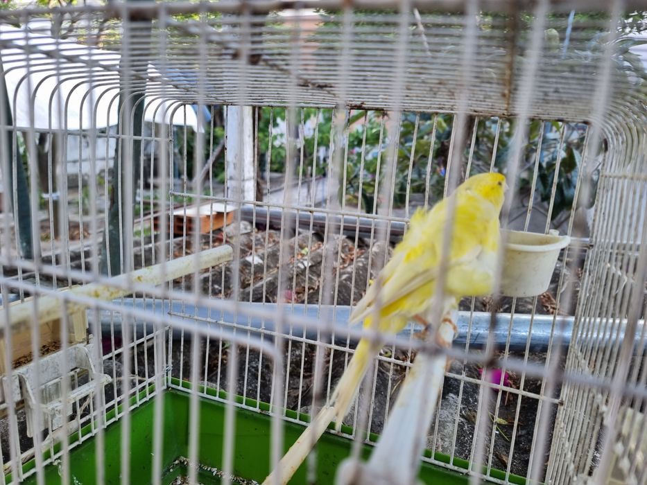 Canario Frisado macho