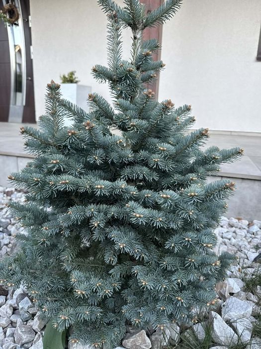 Choinka szczepiona srebrna drzewko