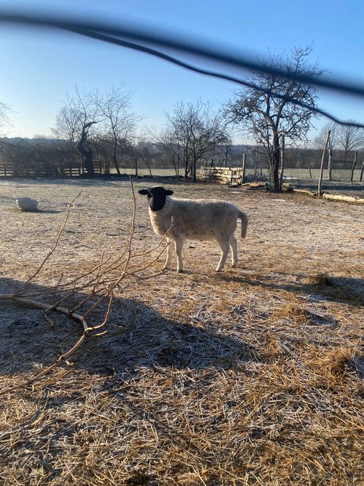 Owce Dorper czystorasowe