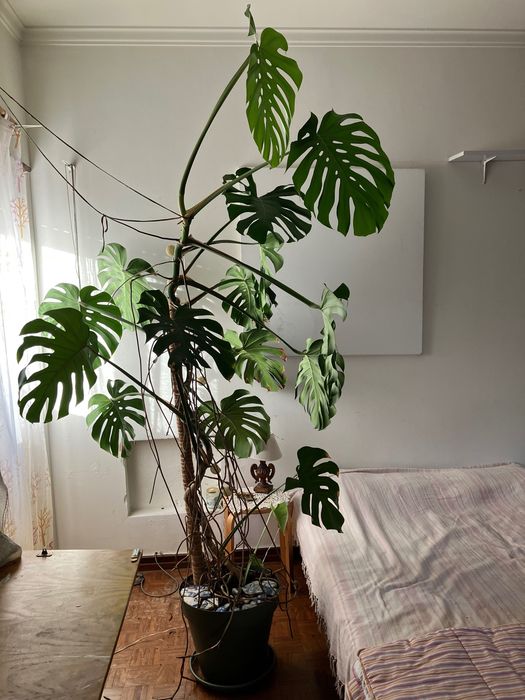 Monstera Deliciosa, uma planta com 2,40cms de altura e 1,70cms de diâmetro, 15 folhas grandes e um filhote a crescer!