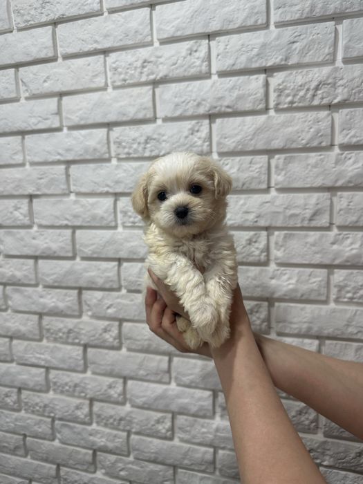 Ексклюзивні міні цуценята мальтіпу ф1 з BABY FACE.