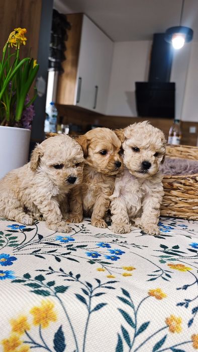 **Cockapoo** cudowny piesek!