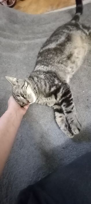 Kotek szuka domu na zawsze