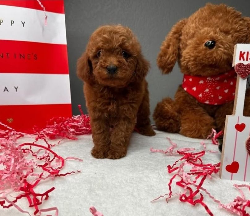 Віп малиш той пудель,супер якості,