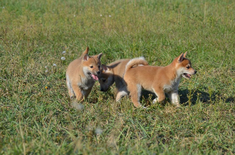 Шиба/Сіба/Shiba, КСУ-FCI! Київ, або відправлю. Є "Оплата частинами"
