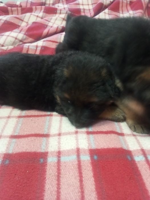 Німецька вівчарка