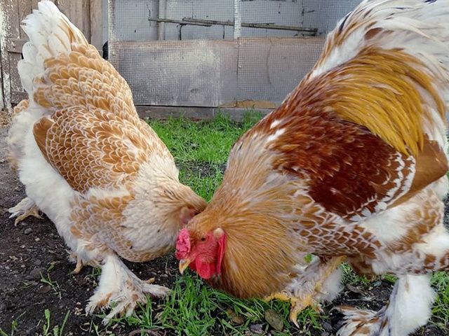 Яйце інкубаційне,курчата, Кохінхін біле золото, блакитний.