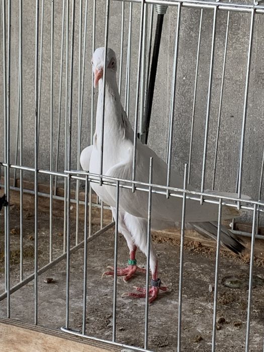 Perłowe gołębie  .