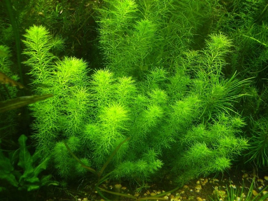 Набір рослин новачкам водоросли