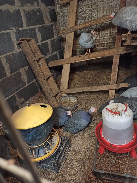 Perliczki samice i samce