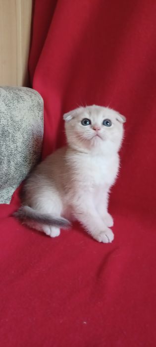 Золотая шиншила девочка
