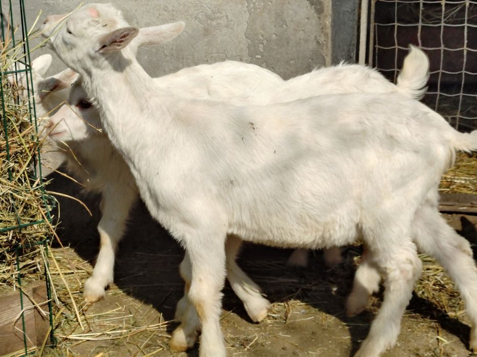 Продам зааненські козлики