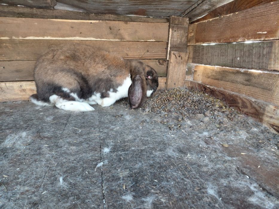 Продам кроликів  французький баран