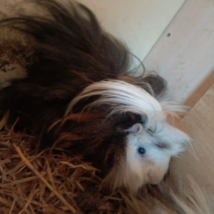 Parka świnek morskich