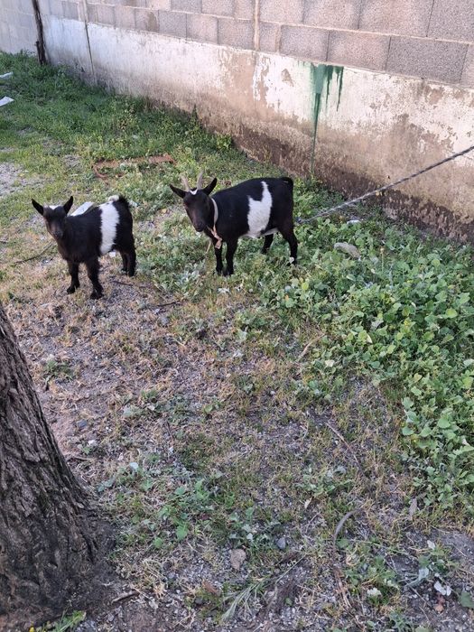 Rebanho cabras anãs