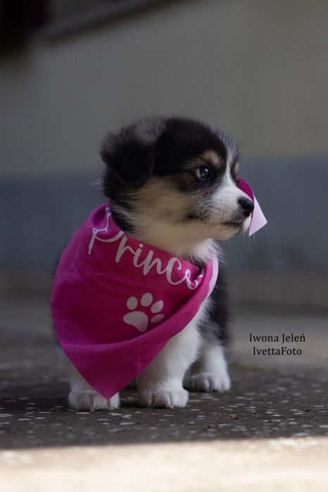 Welsh Corgi Pembroke suczka