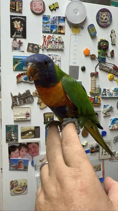 Aves para criar a mao e criadas a mao