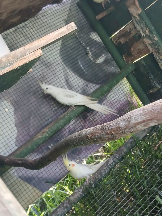 Caturra reverso para criar a mão!