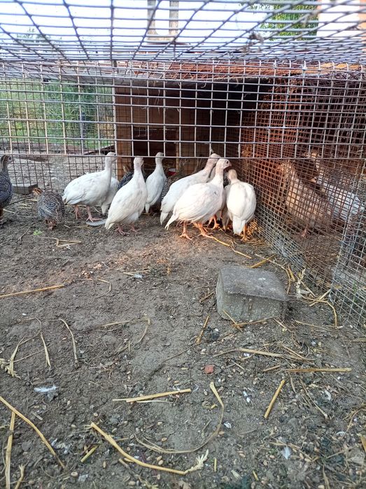 Perliczki sprzedam i kury ayam cenami