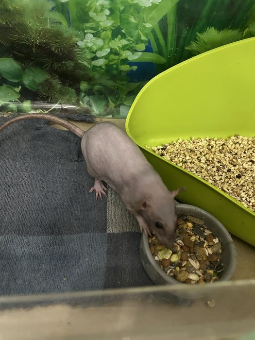 Щурі сфінкси Дамбо