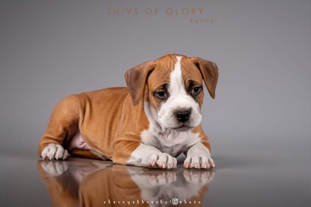 Шикарные мальчики амстафа