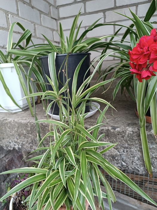 Хлорофітум хохлатий, кучерявий Bonnie, зелений