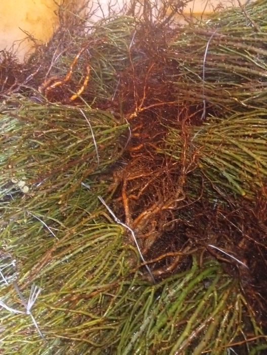 Róże wielkokwiatowe i parkowe